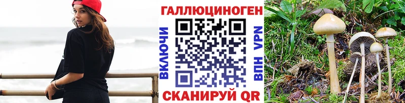 Псилоцибиновые грибы Psilocybine cubensis  Цоци-Юрт 